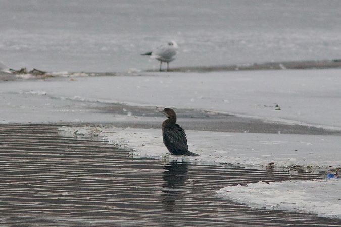 Cormoran pygmée  - Alex Lin-Moore