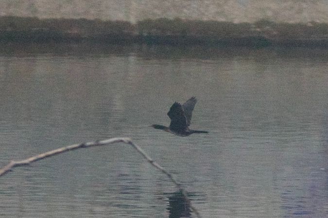 Cormoran pygmée  - Alex Lin-Moore