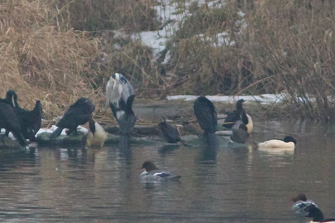 Cormoran pygmée  - Alex Lin-Moore