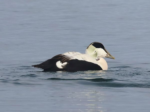 Eider à duvet  - Lydia Brühwasser