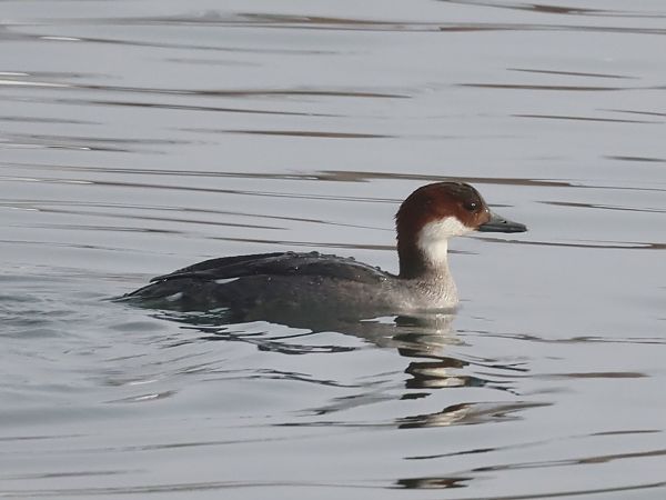 Harle piette  - Lydia Brühwasser