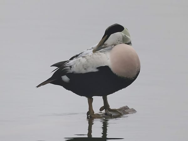 Eider à duvet  - Lydia Brühwasser