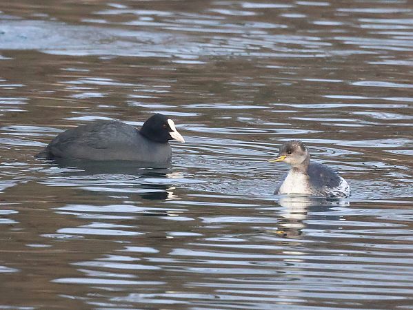 Grèbe jougris  - Lydia Brühwasser