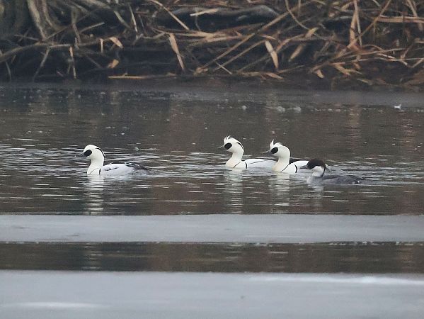 Harle piette  - Lydia Brühwasser