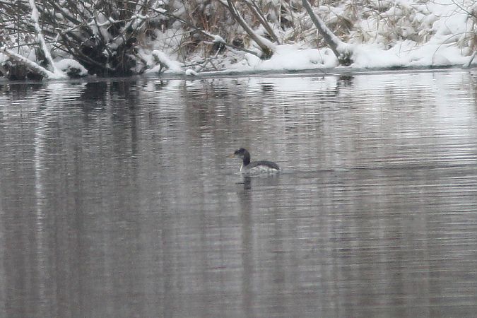 Grèbe jougris  - Felix Kupplent