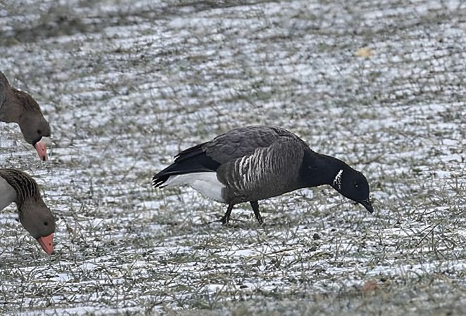 Bernache cravant à ventre sombre  - Franz Eibl
