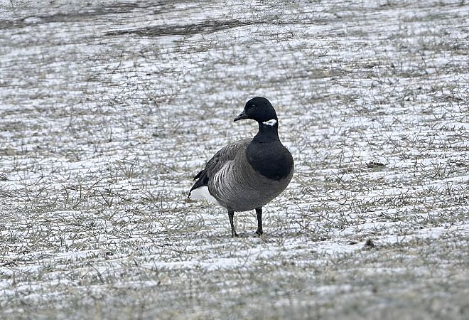 Ringelgans (ssp. bernicla): Dunkelbäuchige R.  - Franz Eibl