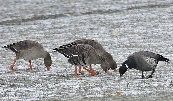 Bernache cravant à ventre sombre  - Franz Eibl