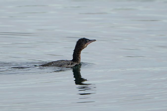 Cormoran pygmée  - Richard Blach