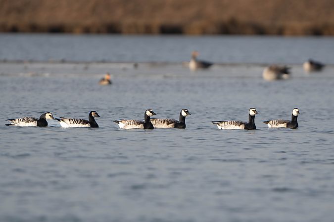 Bernache nonnette  - Richard Blach