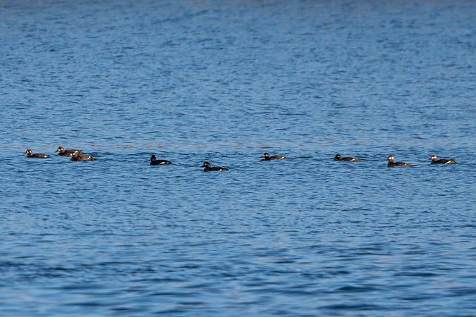 Macreuse brune  - Richard Blach