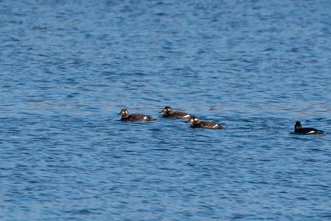 Macreuse brune  - Richard Blach