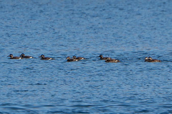 Macreuse brune  - Richard Blach