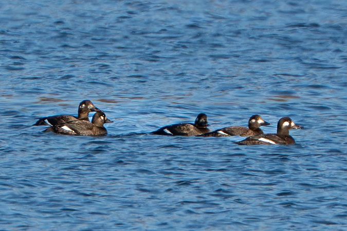 Macreuse brune  - Richard Blach