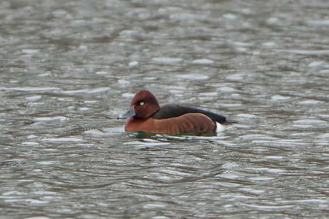 Fuligule nyroca  - Richard Blach