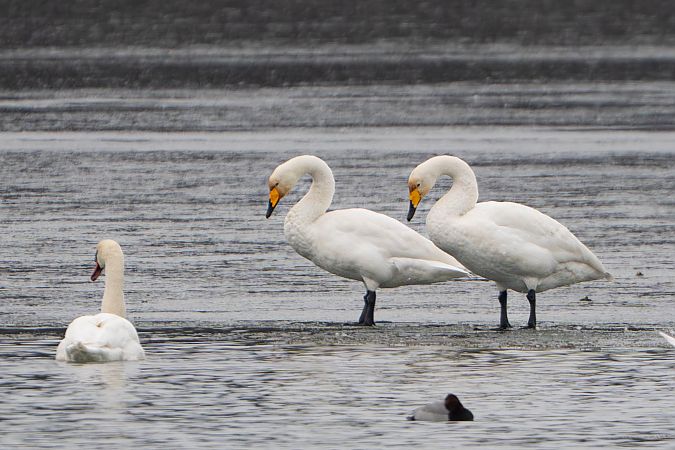Cygne chanteur  - Richard Blach