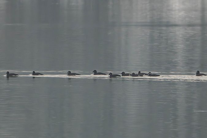 Macreuse brune  - Richard Blach