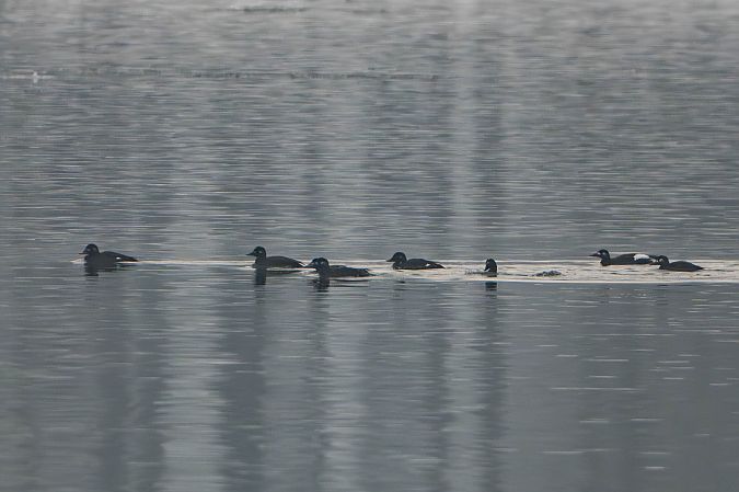 Samtente  - Richard Blach