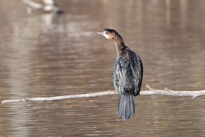 Cormoran pygmée  - Richard Blach