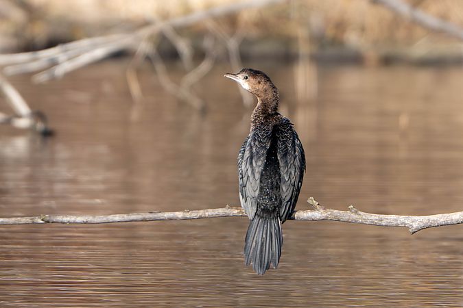 Cormoran pygmée  - Richard Blach