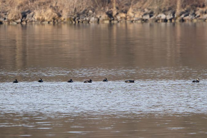 Macreuse brune  - Richard Blach