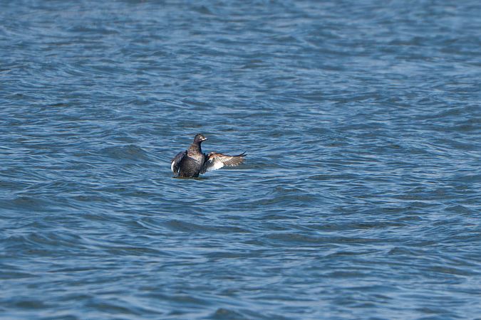 Macreuse brune  - Richard Blach