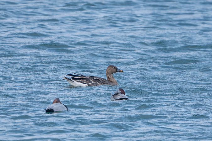 Oie de la toundra  - Richard Blach