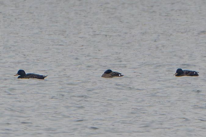 Macreuse brune  - Richard Blach