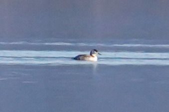 Grèbe jougris  - Tobias Gratzer