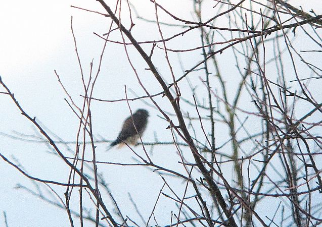 Faucon émerillon  - Robert Sperl