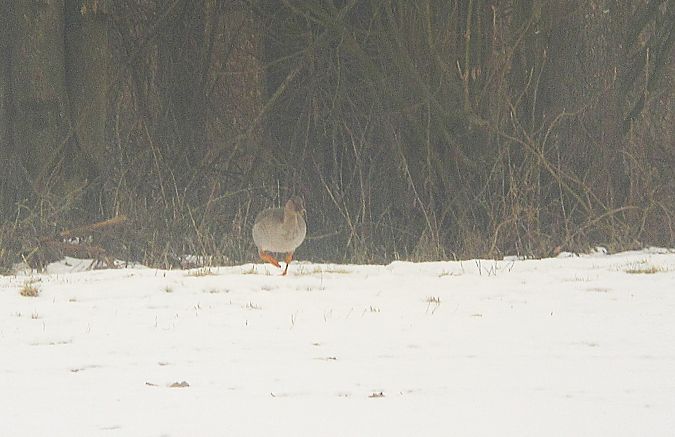 Oie de la toundra  - Robert Sperl
