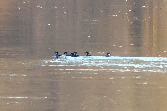Oiseau indéterminé  - Eva Münzberger