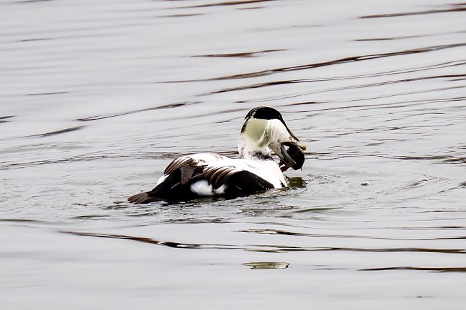 Eider à duvet  - Rita Beeler