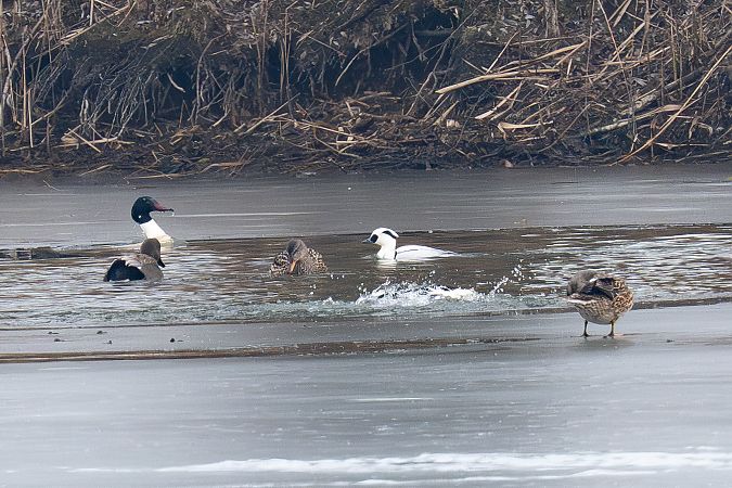 Harle piette  - Rita Beeler