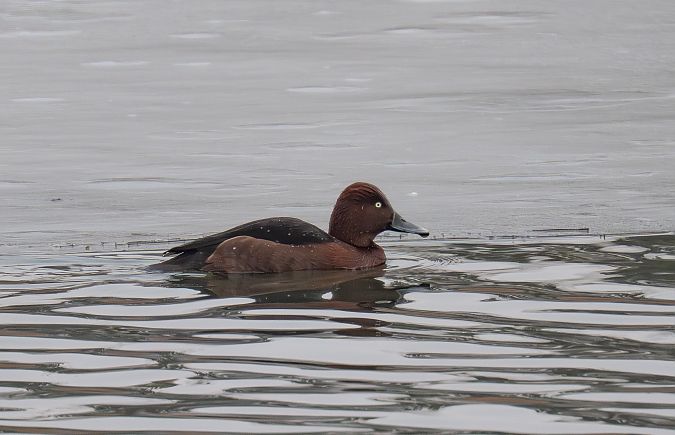 Fuligule nyroca  - Rita Beeler