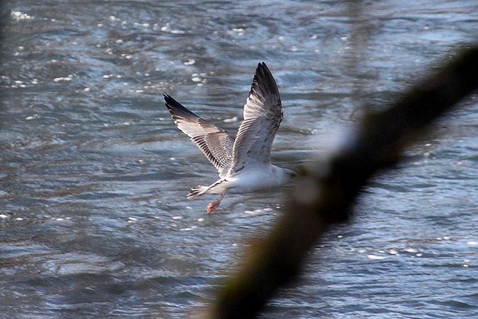 Goéland hybride indéterminé  - Willibald Stani