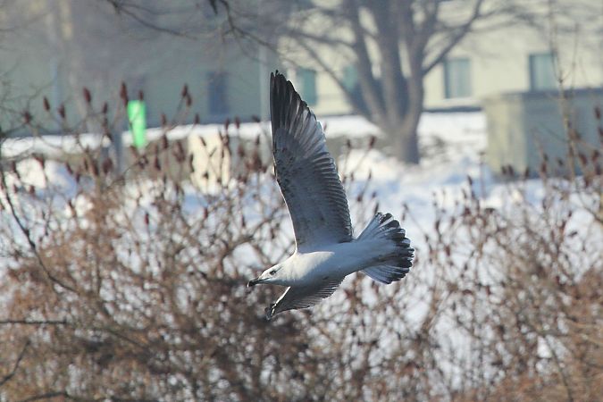 Möwenhybrid  - Willibald Stani