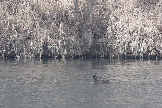 Macreuse brune  - Willibald Stani