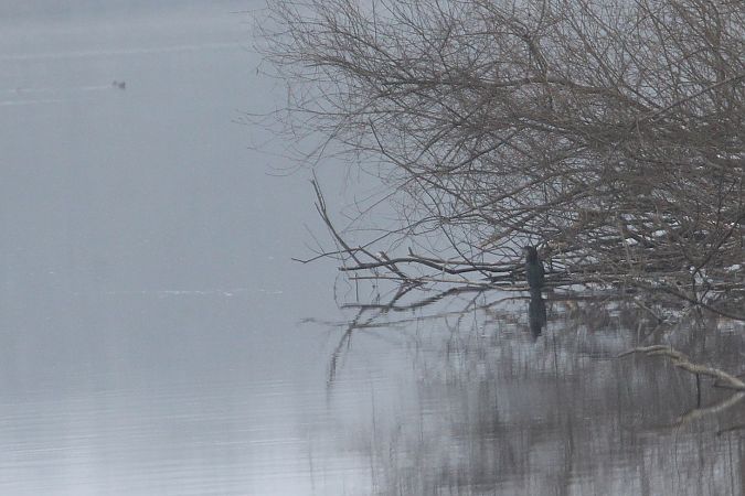 Cormoran pygmée  - Willibald Stani