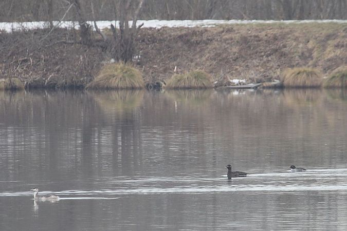 Macreuse brune  - Willibald Stani