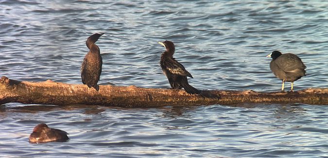 Cormoran pygmée  - Thomas & Christa Pumberger