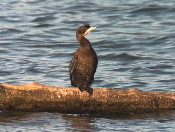 Cormoran pygmée  - Thomas & Christa Pumberger