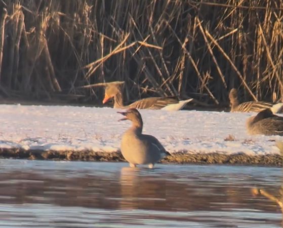 Oie de la toundra  - Thomas & Christa Pumberger