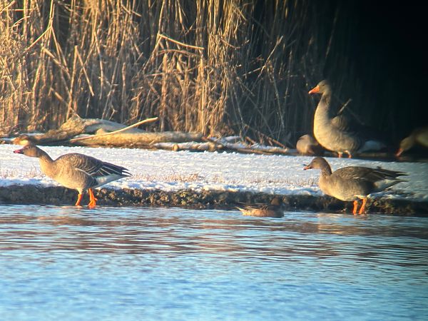 Oie de la toundra  - Thomas & Christa Pumberger