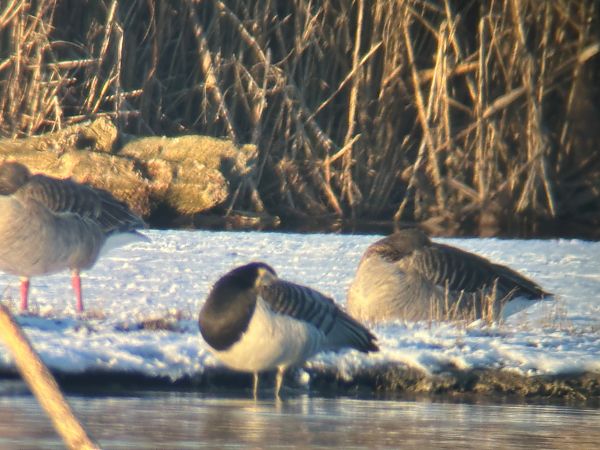 Bernache nonnette  - Thomas & Christa Pumberger
