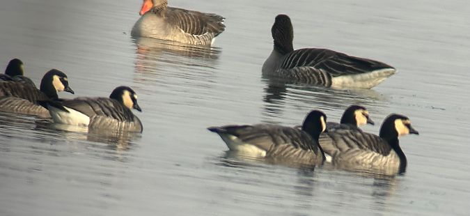 Bernache nonnette  - Thomas & Christa Pumberger