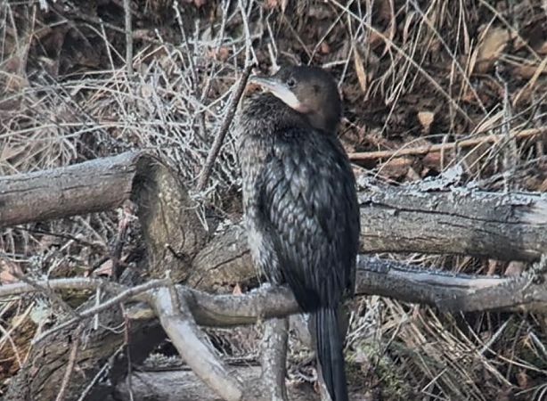 Cormoran pygmée  - Thomas & Christa Pumberger
