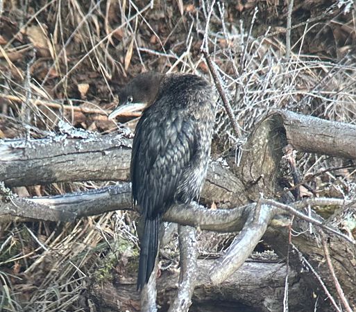 Cormoran pygmée  - Thomas & Christa Pumberger