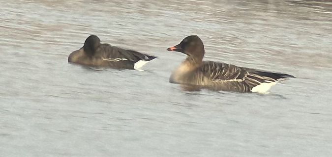 Oie de la toundra  - Thomas & Christa Pumberger