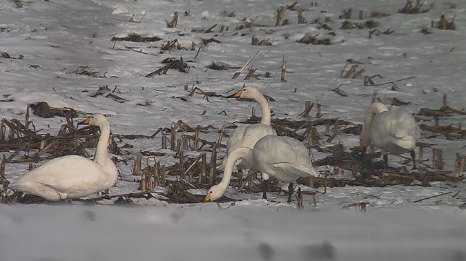 Cygne chanteur  - Thomas & Christa Pumberger